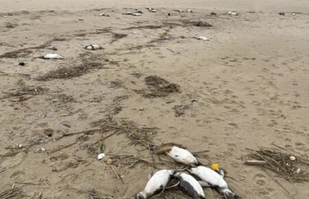 Близько 2-х тисяч мертвих пінгвінів виявили на узбережжі в Уругваї за останні 10 днів