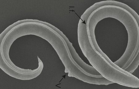 Науковцям удалося реанімувати черв’яків, які були заморожені приблизно 46 тисяч років