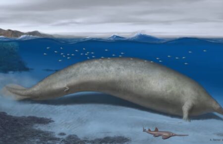 У Перу знайшли скам’янілості кита, який може бути найважчою істотою світу