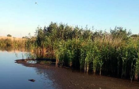 На Полтавщині через забруднення водойми загинули птахи