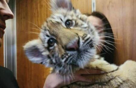 У Московському цирку померло тигреня, яке окупанти вкрали із зоопарку Маріуполя