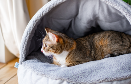 Будиночок для кота: як вибрати затишне місце для відпочинку улюбленця?