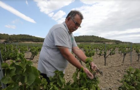 Во Франции выкорчевывают тысячи виноградников