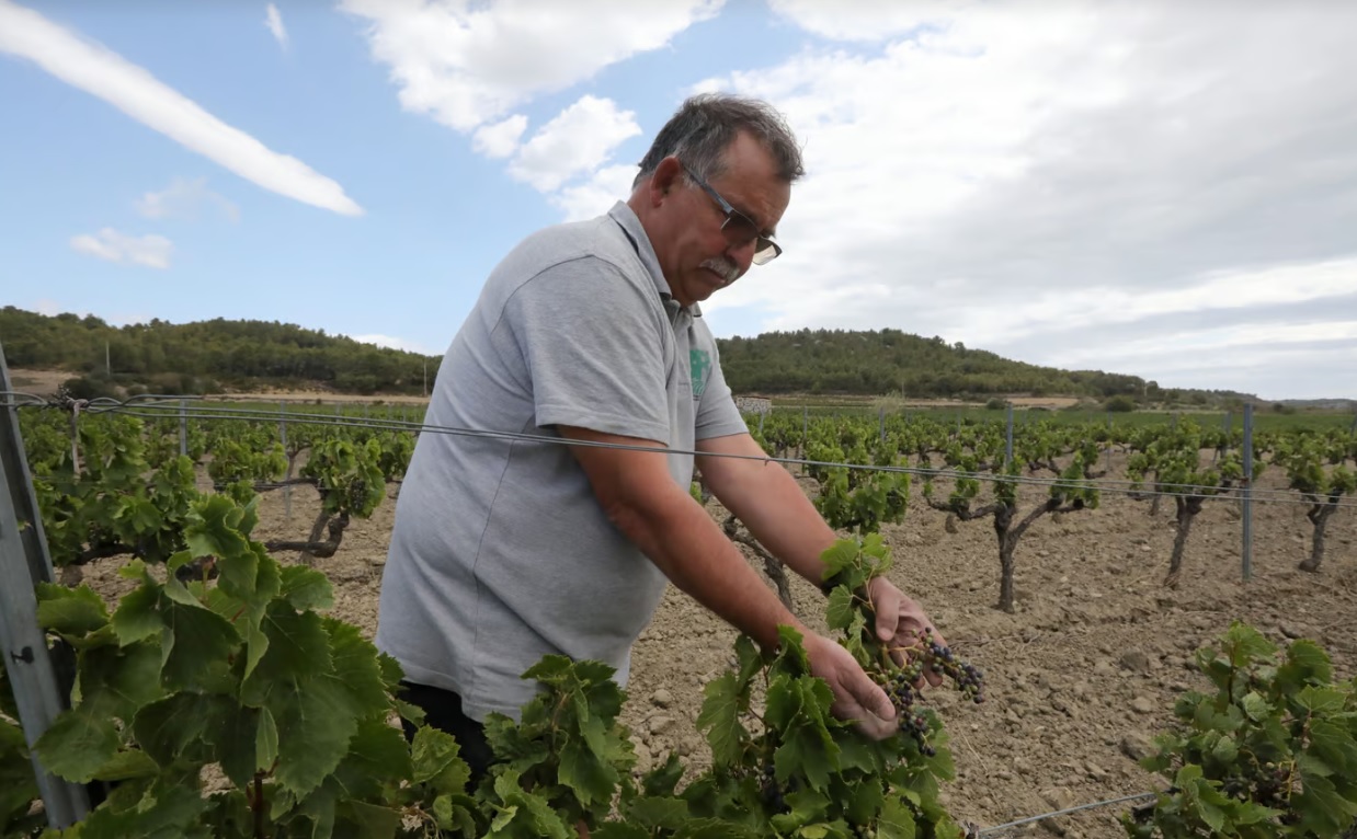 Во Франции выкорчевывают тысячи виноградников