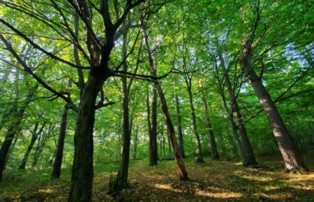 Апеляційний суд вирішуватиме, чи повернуть Києву 3000 га Біличанського лісу — правозахисник 