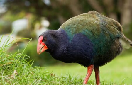 Орнітологи повернули до Нової Зеландії доісторичних птахів такахе