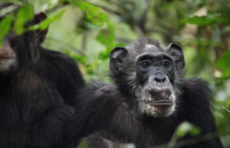 Ученые обнаружили, что дикие шимпанзе-долгожители переживают менопаузу