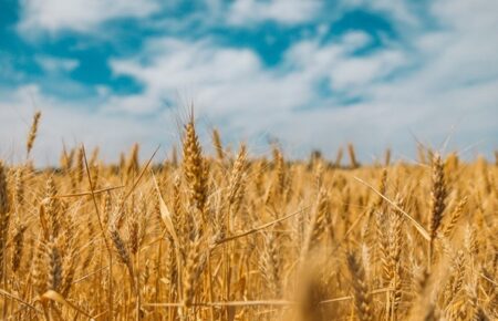 Румунія офіційно затвердила умови імпорту українського зерна