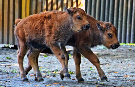 У Київському зоопарку народилися дитинчата бізона