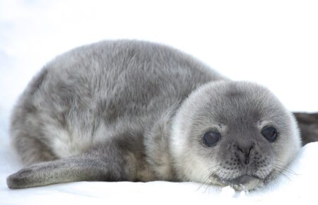 Біля «Академіка Вернадського» серед новонароджених тюленят з'явилася перша дівчинка (ФОТО)