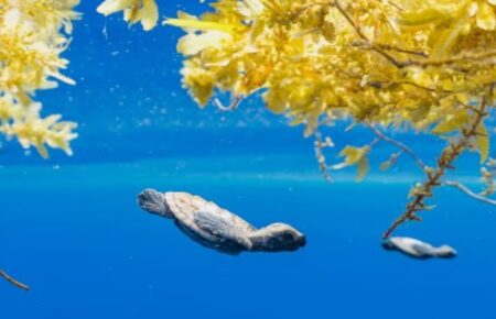 Кораловому морі вилупилася рівна кількість самок і самців черепах