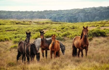 В австралійському парку Косцюшко вбʼють понад 15 тисяч диких коней