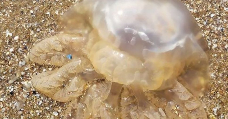У Маріуполі на пляжі викидає мертвих медуз, такого ніколи не було в цю пору — Андрющенко