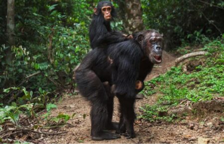 У диких шимпанзе вперше виявили менопаузу