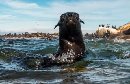 У Південній Африці тюлень помер через стрес — його переслідували люди