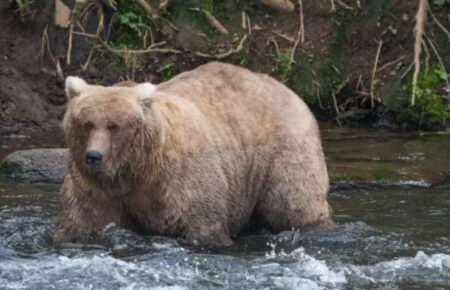 У США на щорічному конкурсі обрали найтовстішого ведмедя