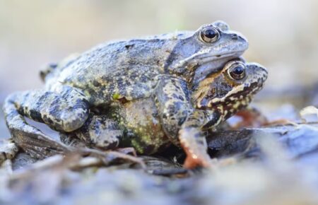 Жаби імітують смерть, щоб уникнути домагань самців — дослідження