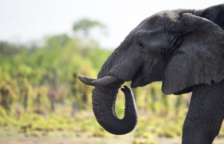 Редкая бактерия причастна к загадочной гибели зимбабвийских слонов
