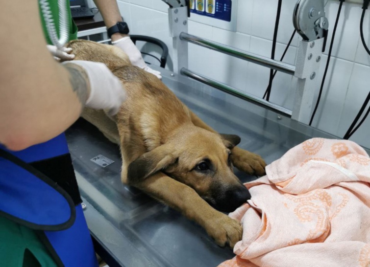 У Києві протягом доби зафіксували два випадки жорстокого поводження із тваринами (ФОТО)