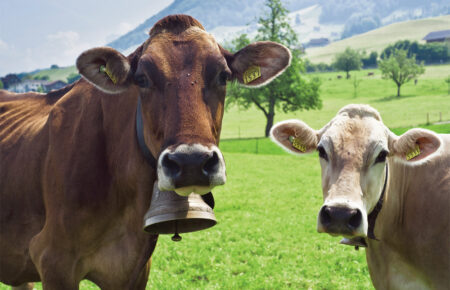 У Швейцарії мешканці села сперечаються через коровʼячі дзвіночки