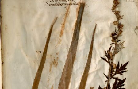 В Італії знайшли рідкісний гербарій доби Відродження