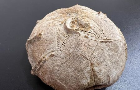 Київські митники знайшли в посилці панцир морського їжака, якому понад 160 млн років