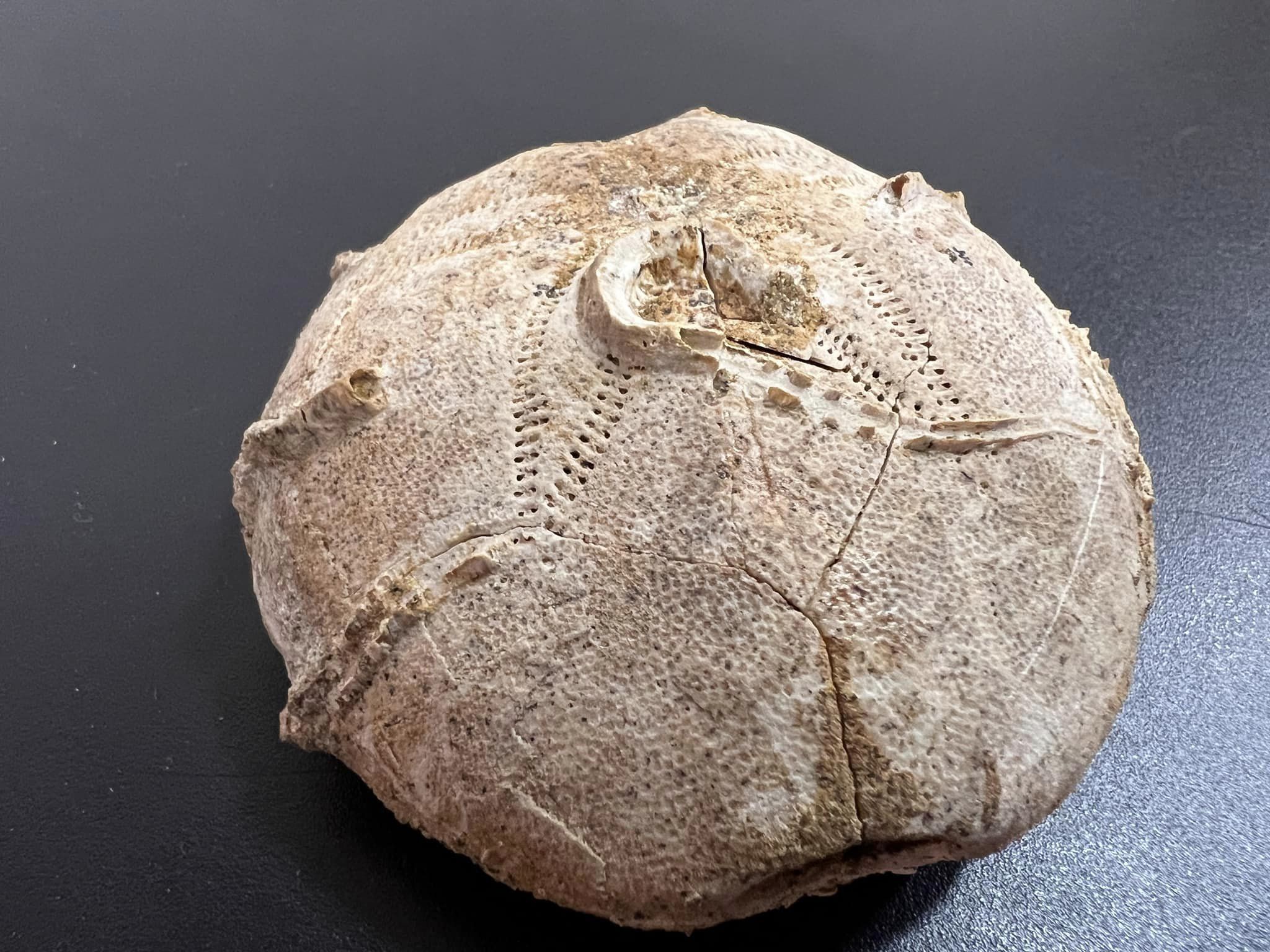 Київські митники знайшли в посилці панцир морського їжака, якому понад 160 млн років