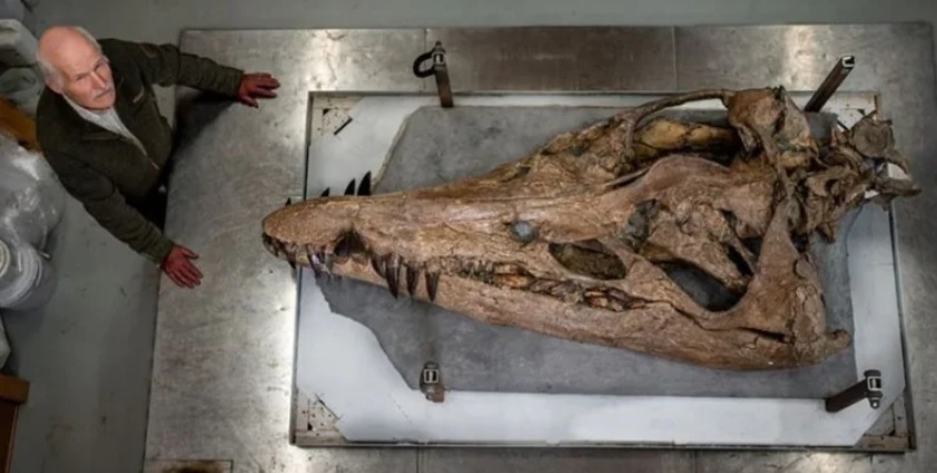 У Великій Британії знайшли рештки величезного динозавра