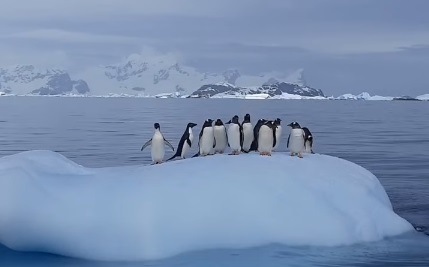 Українськи полярники показали, як пінгвіни влаштували собі «гойдалку» на айсбергу (ВІДЕО)