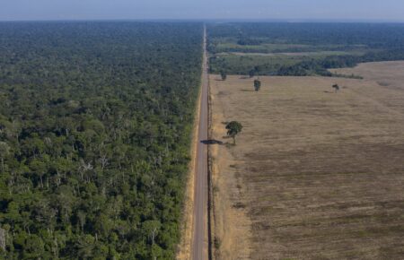 Швидкість вирубки лісів у бразильській Амазонії торік зменшилася майже на 50%