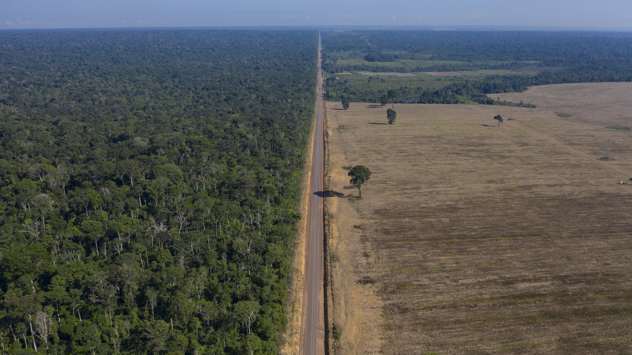 Швидкість вирубки лісів у бразильській Амазонії торік зменшилася майже на 50%