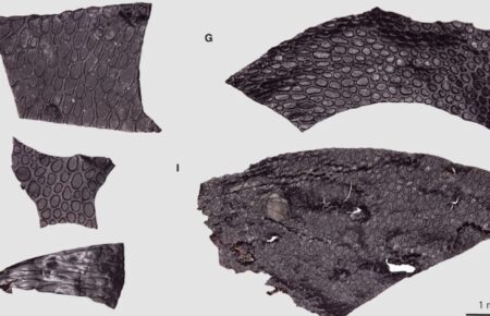 Палентологи знайшли найдавнішу у світі скамʼянілу шкіру