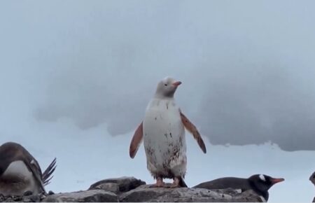 В Антарктиді помітили рідкісного білого пінгвіна