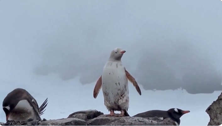 В Антарктиді помітили рідкісного білого пінгвіна