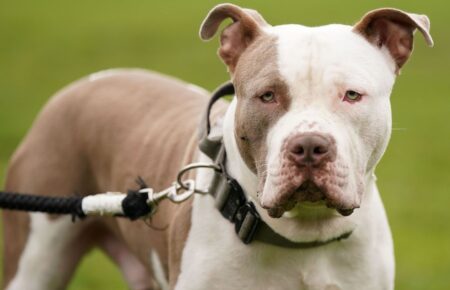 У Шотландії заборонять собак породи буллі XL, які не матимуть ліцензії