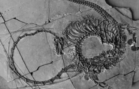 Учені знайшли скамʼянілість динозавра, схожого на фентезійних драконів