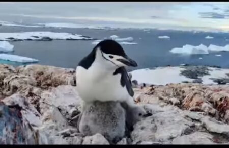 Українські дослідники показали унікальне відео з антарктичними пінгвінами та їхніми малюками
