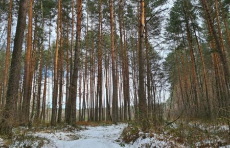 «Вирубка лісів у Білорусі для наступу на Київ» — росіяни запустили новий фейк