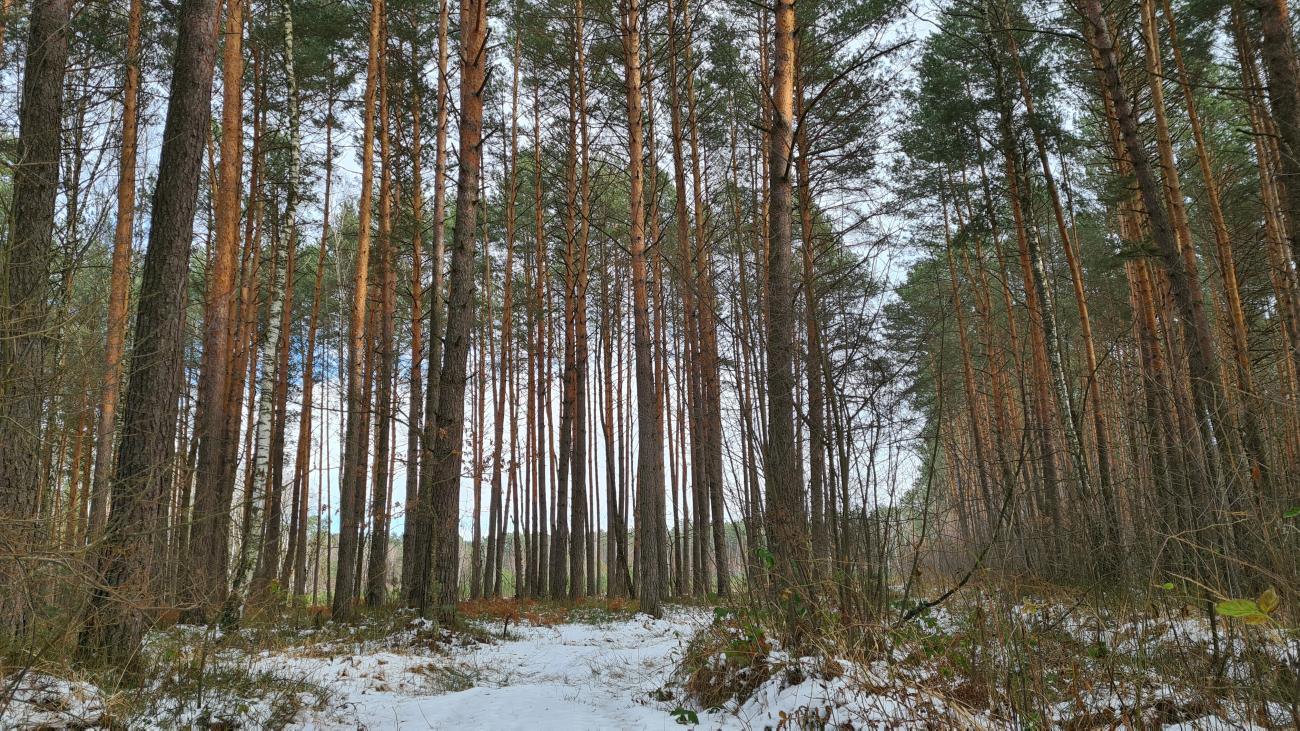 «Вирубка лісів у Білорусі для наступу на Київ» — росіяни запустили новий фейк