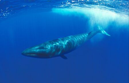Українські полярники вперше зафіксували зустріч із фінвалом — другим за величиною китом у світі (ФОТО)