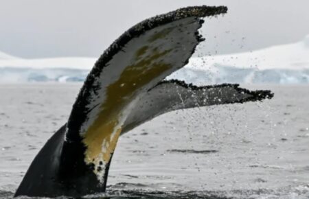 Хвости горбатих китів такі ж унікальні, як і відбитки пальців людей — дослідження