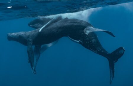 Учені вперше зафіксували одностатевий секс горбатих китів