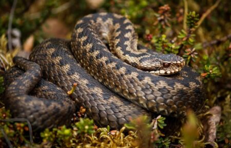 На Львівщині зафіксували перші випадки укусів змій