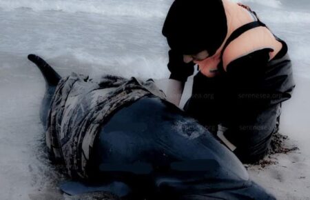Протягом березня у Чорному морі поблизу Криму загинули десятки дельфінів