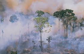 У 2023 році у світі щохвилини зникали тропічні ліси розміром з 10 футбольних полів