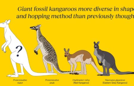 Учені ідентифікували три нові види вимерлого гігантського кенгуру