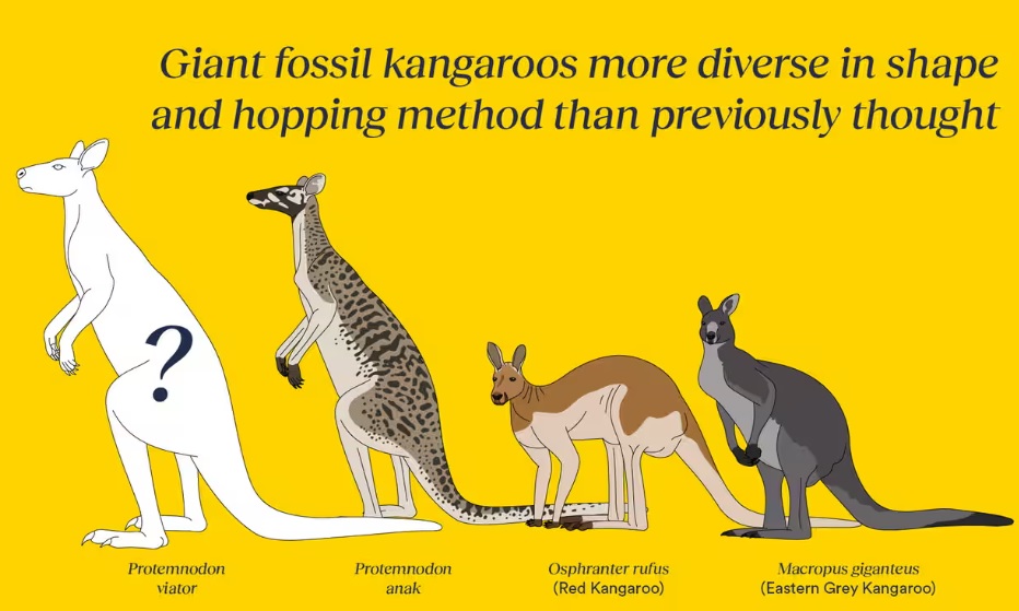 Учені ідентифікували три нові види вимерлого гігантського кенгуру