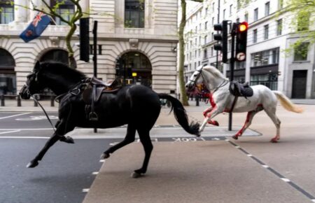 Двоє коней Королівської гвардії у важкому стані після того, як мчали галопом по Лондону