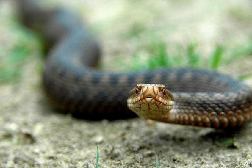Як уникнути контакту зі зміями, та що робити, якщо вас вкусили — пояснює молодший науковий співробітник Інституту зоології