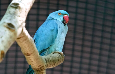 У Київському зоопарку відкрили новий авіарій — домівку для врятованих папуг (ФОТО)